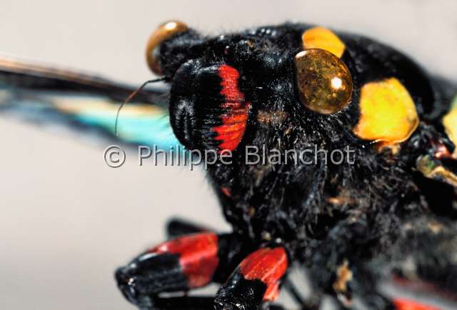 Tosena splendida.JPG - Tosena splendida (Portrait)CigaleCicadaHemiptera - CicadidaeThailande